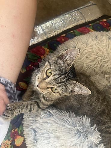 Продажа кошек: 🏡 КОТЯТА ИЩУТ ДОМ! 🐾❤️ Два замечательных малыша — чёрный котик и — 21