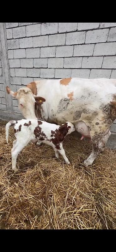 Inəklər, öküzlər: Satılır: inək buzovu ilə birlikdə - Cins tipi: Simental tipli — 13