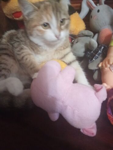 Pişiklər: Şotland toppuş az tüklü ba la şirindi tippusdu — 7