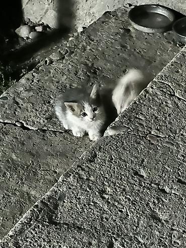 возьму котенка бесплатно: Котята — пушистые комочки счастья - Порода: домашние — 2