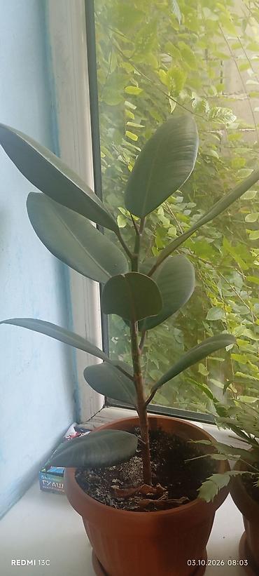 Фикус эластика (Ficus elastica), сорт с крупными тёмно‑зелёными