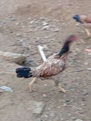 Toyuqlar: Heyratı toyuq satılır bir ədədi 60 manatdır tam sağlamdır türk sortudu -da lalafo.az — 8 Toyuqlar: Heyratı toyuq satılır bir ədədi 60 manatdır tam sağlamdır türk sortudu — 8