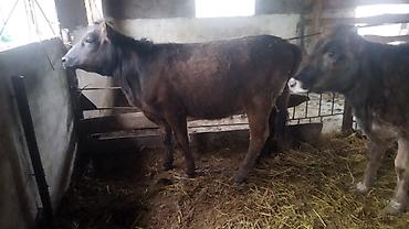 Коровы, быки: Продаю | Тёлка | На откорм — 13