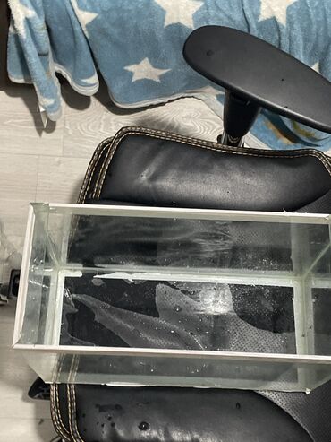 Akvariumlar: Dördbucaq akvarium, Boş, 20 l, Ünvandan götürmə — 1