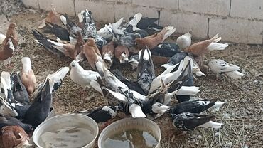 домик бутка: Большая стая голубей разных окрасов и пород, собравшихся вокруг