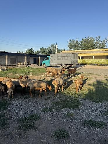 бараны продаю: Продаю | Баран (самец) | Для разведения — 7