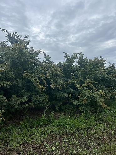 Həyət evləri və villaların satışı: 3 otaqlı, 100 kv. m, Yeni təmirli — 26