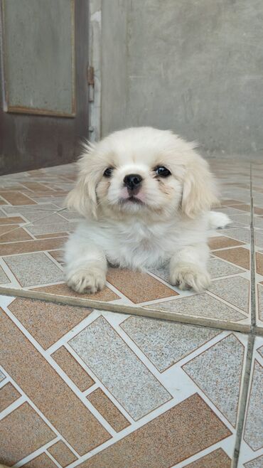 Qazanlar: Pekines, 2 ay, Erkek, Ünvandan götürmə, Ödənişli çatdırılma