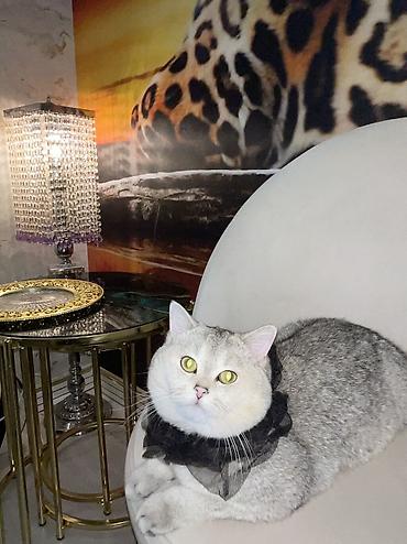 silver şinşilla: Şinşilla, Erkək, Cütləşmə üçün — 5