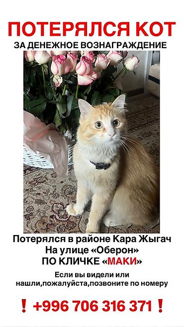 кошка потеряна найдена в бишкеке: Пропала : Беспородная, Мальчик, Биколор — 1