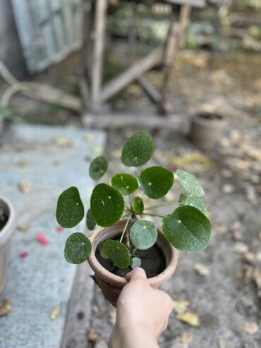 цветы комнатные молочай: Пилея пеперомиевидная (Pilea peperomioides), «китайская монетница» в