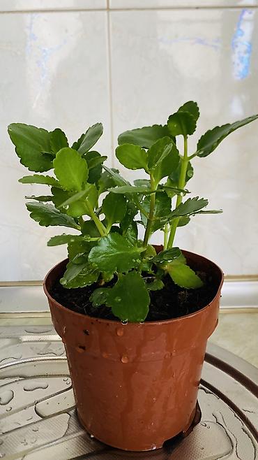 kala: Kalanxoe (Kalanchoe blossfeldiana) – saksı bitkisi - Rəngli, çoxlu — 7