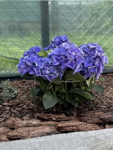 Садовые бордюры: Бордюрная лента КАНТА Бордюрная лента КАНТА доступна в трех цветах — 13