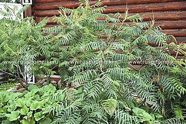 Other garden flower saplings & seedlings: Пионы клубнями. Пионы травянистые. Пионы древовидные. Пионы — 30