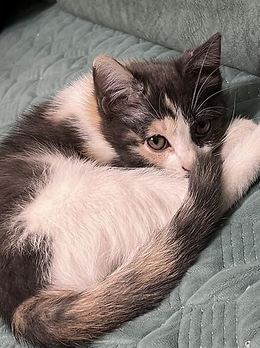 вислоухий кошка: Котёнок 2 месяца, девочка, есть 1 прививка. ищем заботливую — 6