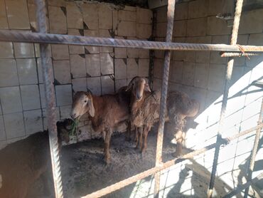 корм для овец: Продаю | Овца (самка), Ягненок, Баран (самец) | Арашан