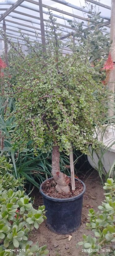 Otaq bitkiləri: Qablı dekorativ bitkilər - Portulacaria afra (fil qulağı/spekboom) – — 1