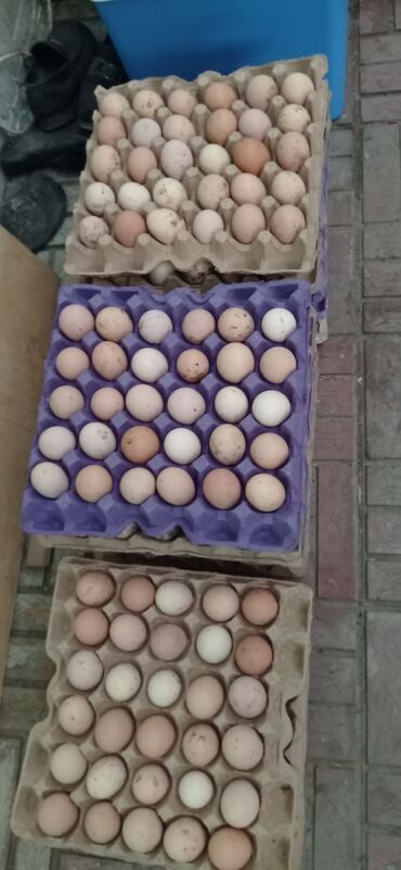 xacmaz qusarcay kendi in Azərbaycan | TORPAQ SAHƏLƏRININ SATIŞI: Kənd yumurtası 20 qepiy