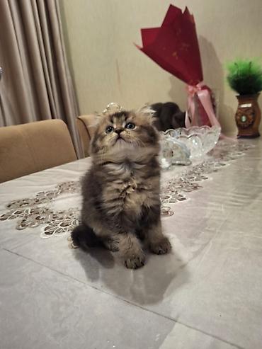 Pişiklər: Britan — 18