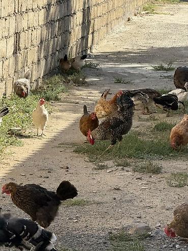 brama toyuqları: Məhsul: Qarışıq cins ev quşları sürüsü Təsvir: - Şəkillərdə müxtəlif — 3