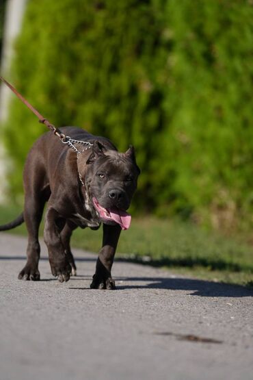 Psi: Plavi XL americki bully na prodaju Rodjen 08.03.2023., kupiranih — 5