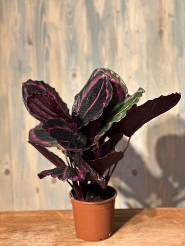 Otaq bitkiləri: Otağınıza təbiət gözəlliyi gətirəcək qırmızı anturium bitkisi. Parlaq — 10