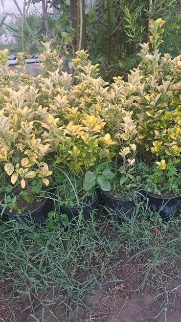 Tinglər: Həmişəyaşıl dekorativ kollar – qablarda - Növ: Euonymus japonicus — 15