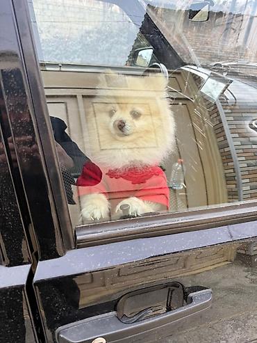 İtlər: Şpitz, 1 il, Erkek — 11