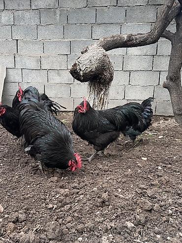 Куры, петухи: Продаю | Петух | Для разведения — 2
