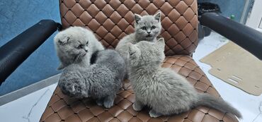 Pişiklər: Erkək, Yaxşı əllərə, Rayonlara çatdırılma — 10