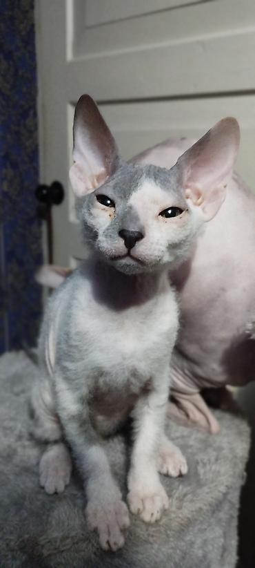 котята скотиш: Котята модели донского сфинкса с редким окрасом блю-трюфл (серо-белые — 2