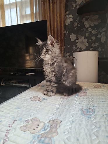 мейкун кошки: Породистый котёнок мейн-кун (окрас серебристый мрамор/black silver — 2