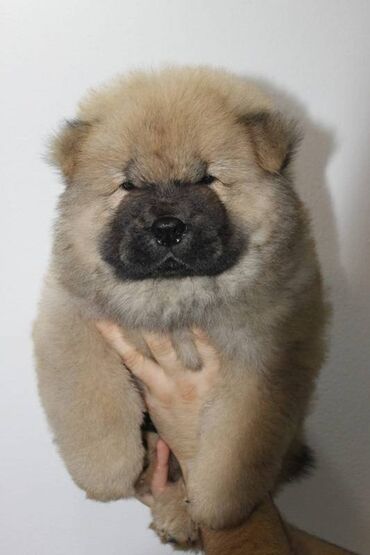 Psi: Stenci chow chow starosti dva meseca vrhunskog kvaliteta I potencijala — 9