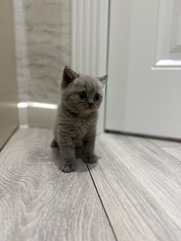 Pişiklər: Britan — 1