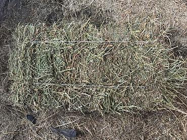 Корма для с/х животных: Силос — 9 сомдон рулон. Сенаж — 12 сомдон рулон. Беде биринчи кос таза — 3