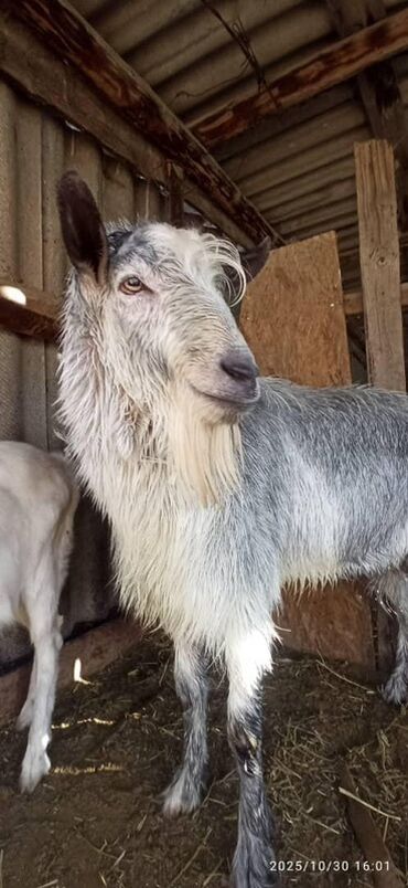 сколько стоит кролик домашний: Продаю | Козёл (самец) | Зааненская | Для разведения | Осеменитель