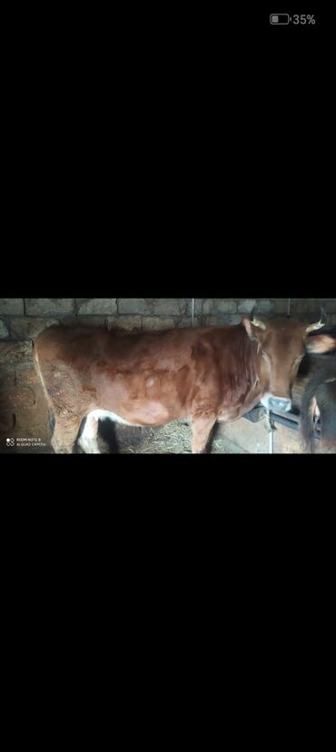 Inəklər, öküzlər: Dişi, il: 2, Ətlik — 6