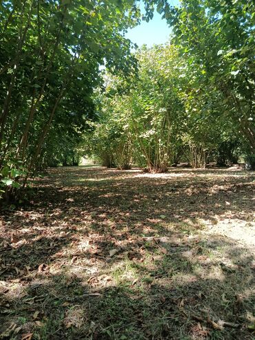 Ağaclar: Salam bağ Qəbələ rayon Nic qəsəbəsində dir bağ 67 sotdan ibarətdir 170 — 7