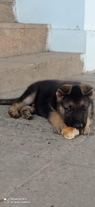 setter it cinsi: Alman çoban iti — 2