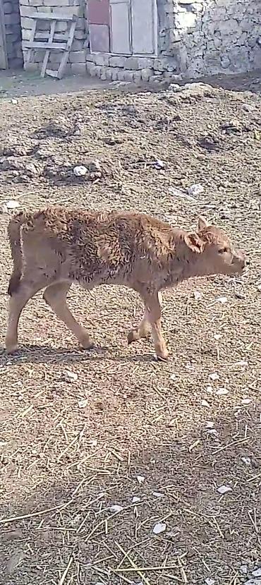 heyvanlar pisik: 1 həftəlik buzov dişi şaron sortu 800 ciddi olmayan əlaqə — 3