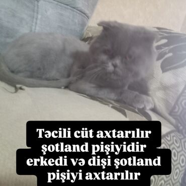 pişik itib: Шотладская вислоухая, Самец, Для вязки