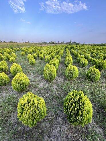 Şitillər: Dekartiv və meyvə ağacları istenilen sayda ve istenilen növde var — 25