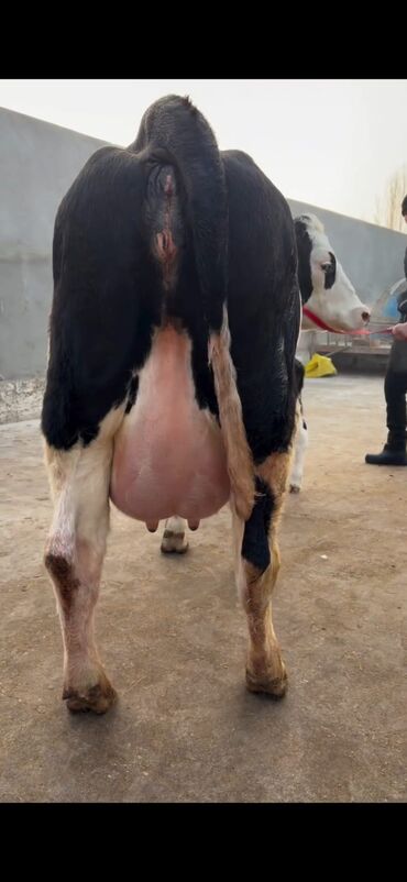 Inəklər, öküzlər: Südlük inək və buzov dəsti - Cins: Holşteyn tipli, xallı (qara‑ağ) — 6