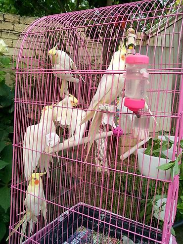 Yuvalar: Korella qəfəs yuva munasib qiymete -da lalafo.az — 13 Yuvalar: Korella qəfəs yuva munasib qiymete — 13