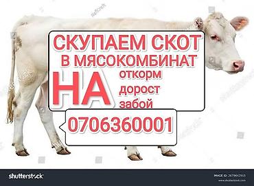 С/х животные и товары: Колбасный цех : Коровы, быки, | На откорм — 3