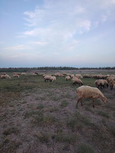 dovşan eti: 300 bas heyvandi 100 u dogub 120 bala super damazliq heyvanlardi dogus — 6