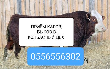 купля продажа животных: Куплю | Коровы, быки, Лошади, кони | Любое состояние, Забитый, На забой, на мясо