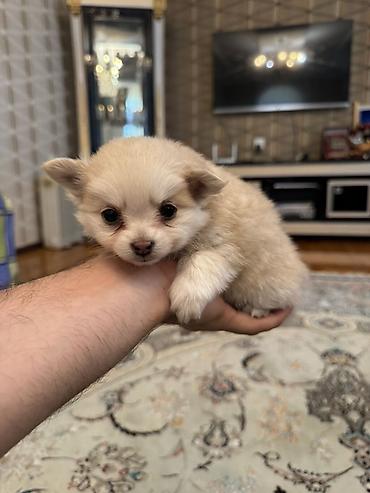 İtlər: Şpitz, 1 ay, Erkek, Sənədli, Pulsuz çatdırılma — 10