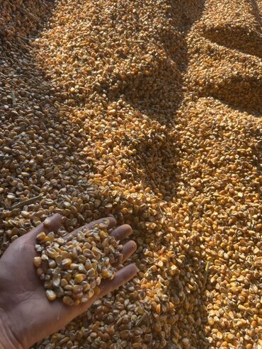 продажа щенков немецкой овчарки с документами в бишкеке: Кукуруза зерновая - Зерно желтых сортов, сухое, с равномерным