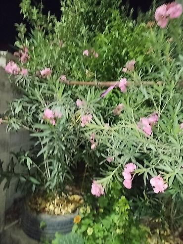 олеандр: Олеандр розовый (Nerium oleander) — декоративный кустарник с обильным — 1